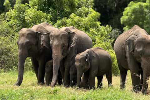 Several adult Sri Lankan Elephants (Elephas maximus maximus) and a young one in Udawalawe National Park